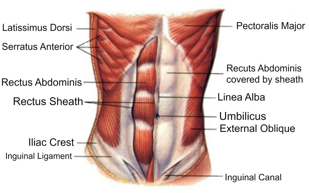 anatomy of abdominal muscles