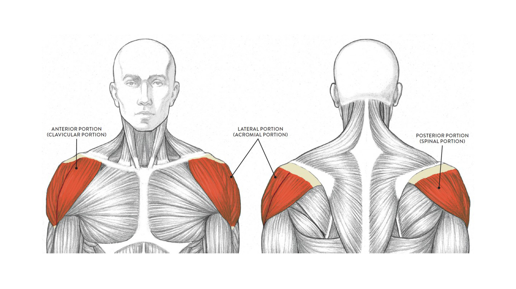 Parts Of The Deltoid Muscle