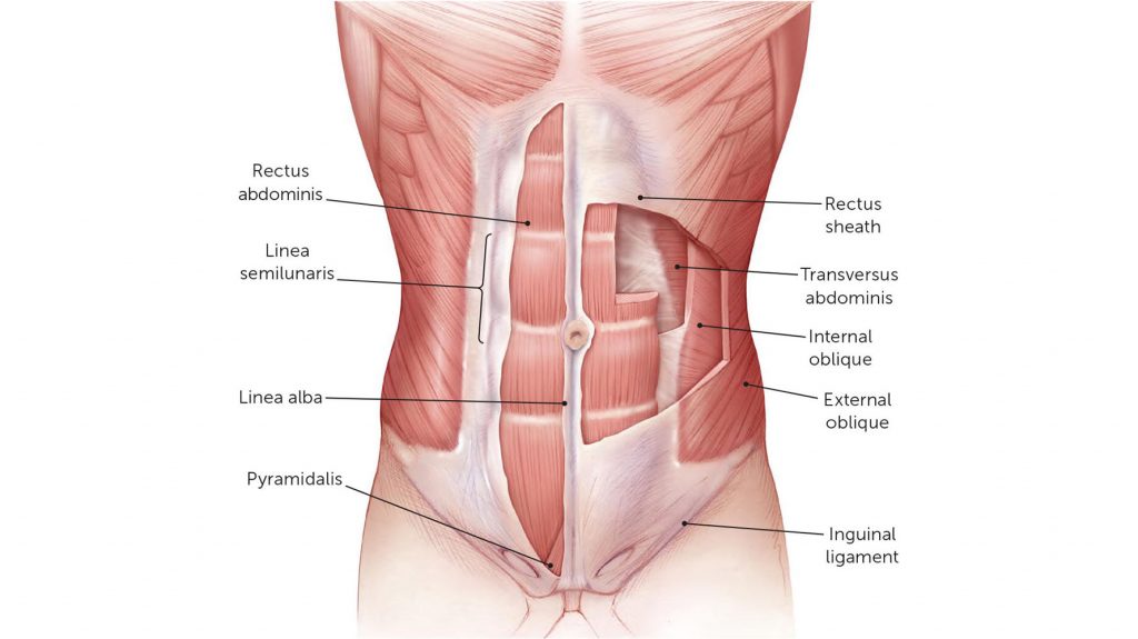 anatomy of the abdominal muscles